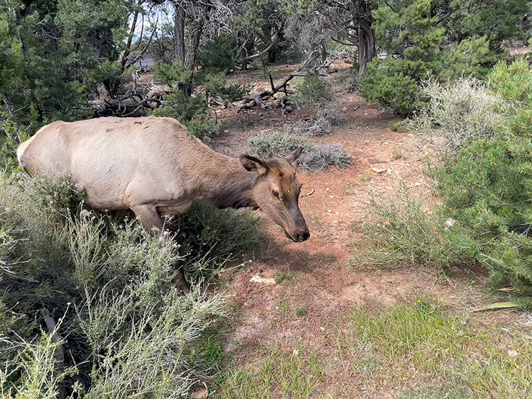 Tiere im Grand Canyon
