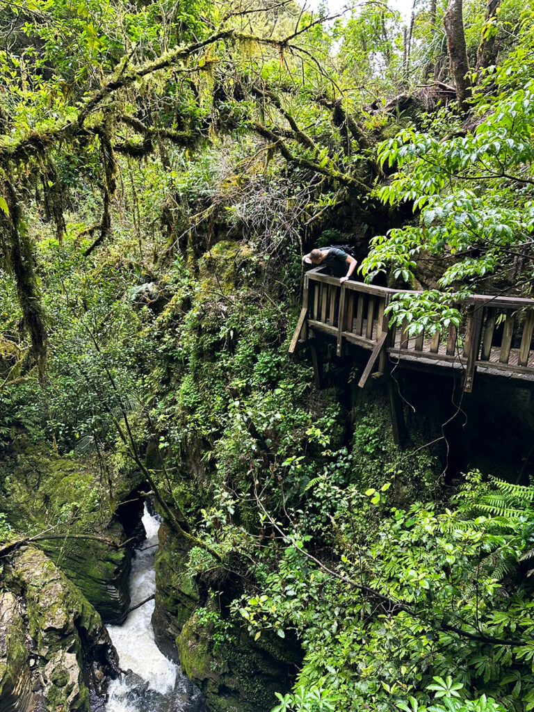 Ruakuri Bushwalk Waitomo